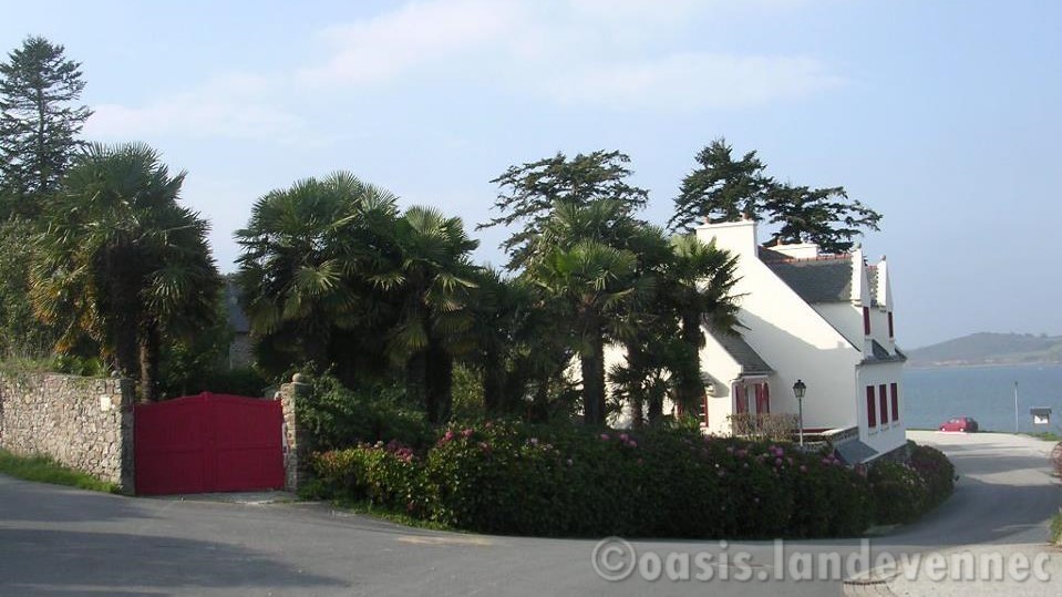 la palmeraie de l'oasis à landevennec